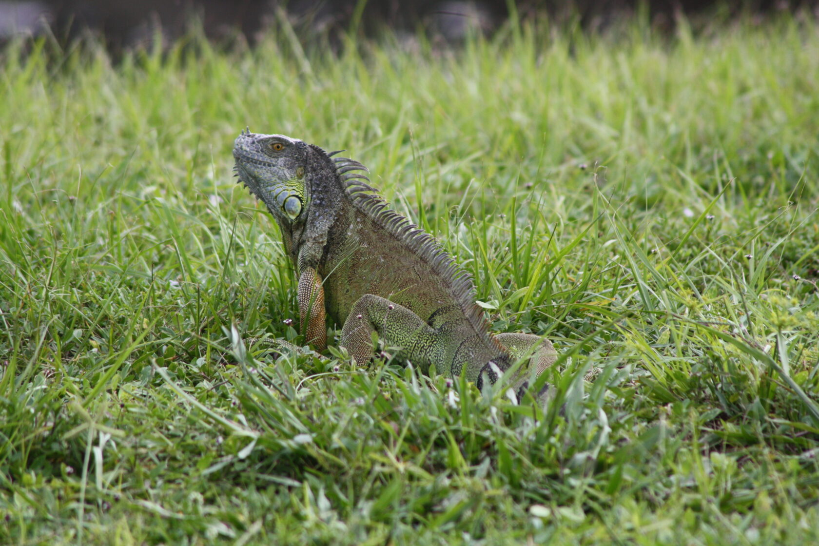 Report Invasive Species - Fish & Wildlife Foundation of Florida