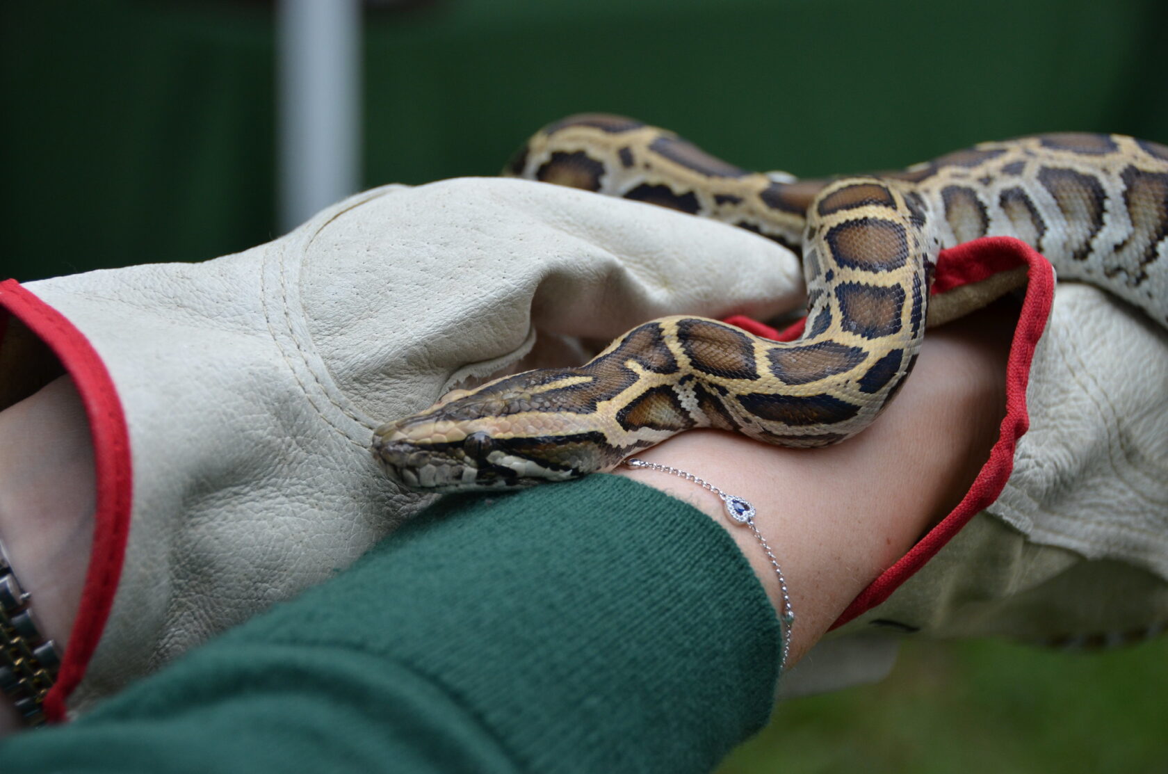 Feeling Lucky? Enter To Win A Python Hunt - Fish & Wildlife Foundation ...