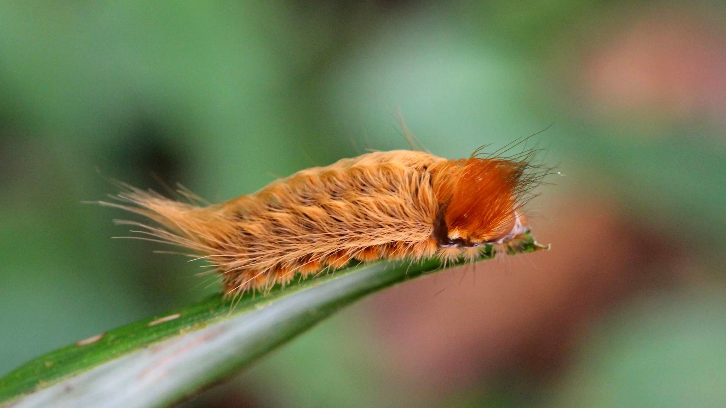 Puss Caterpillar (Megalopyge opercularis)