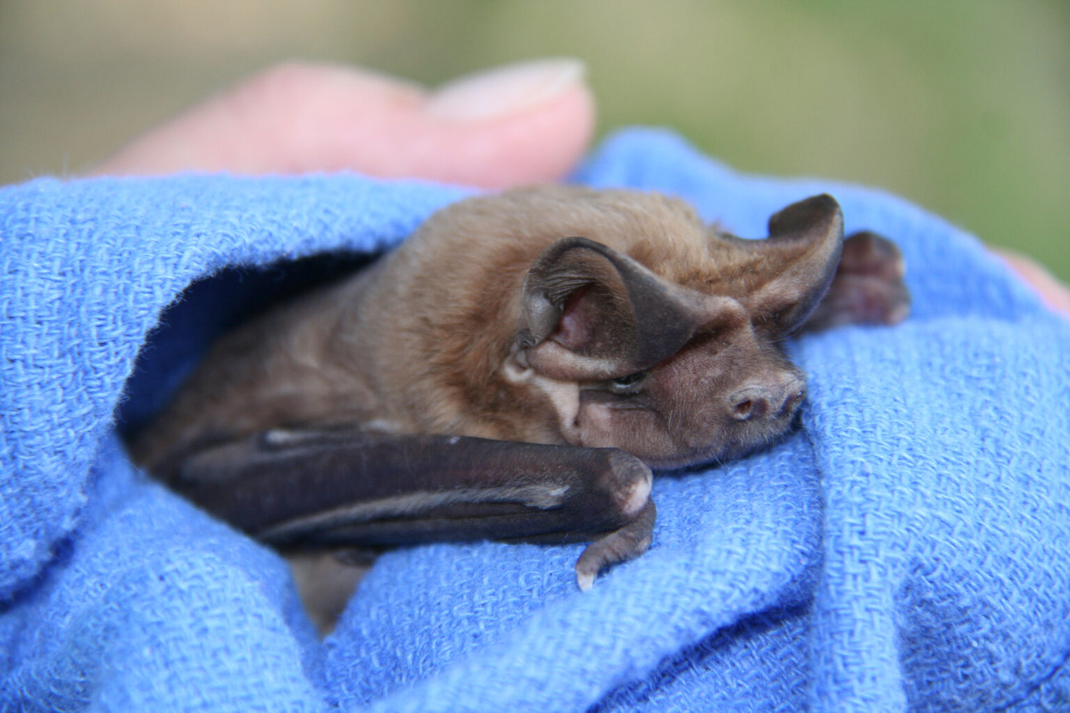 The Florida Bonneted Bat - Fish & Wildlife Foundation Of Florida