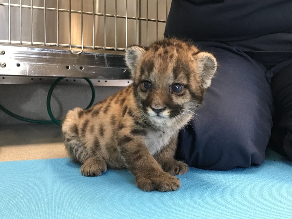 The Future Of The Florida Panther - Fish & Wildlife Foundation Of Florida