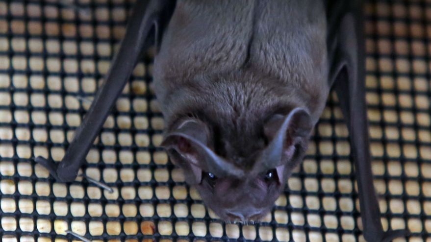 Conservation Groups File Lawsuit To Protect Florida Bonneted Bats ...