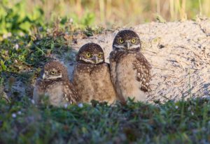 a family of burrowing owls outside their burrow