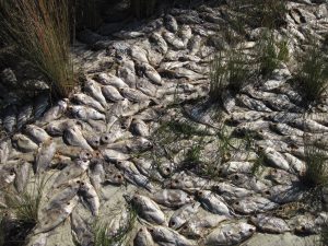 The Fish Kill Hotline is the best method to report fish kills after a major storm or hurricane. Staff will conduct an investigation, provide information, or collaborate with partners in response to fish kill events as appropriate.