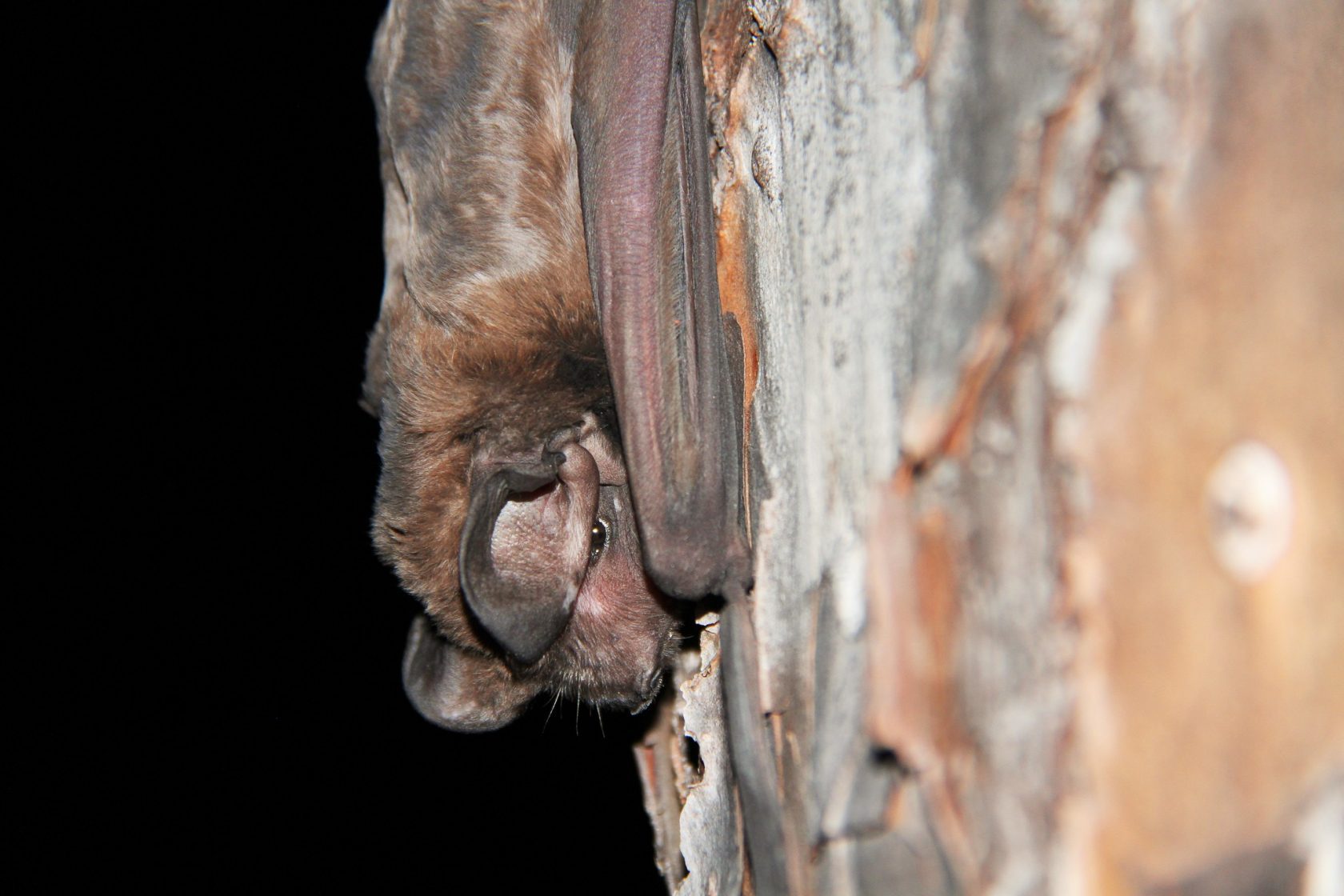 Celebrating Florida’s Winged Wonder During International Bat Week ...